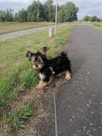 Rocky - als Welpchen - der Wind wehte ganz sch&ouml;n :D